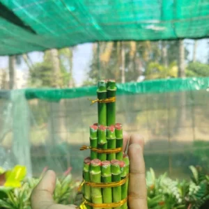 Small Bambu